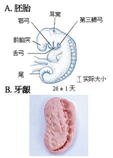 Figure 4  (Click here to enlarge)