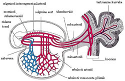 Figure 4  (Click here to enlarge)