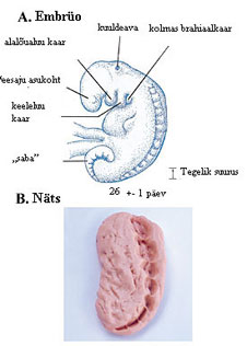 Figure 4  (Click here to enlarge)