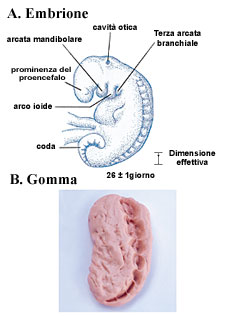 Figure 4  (Click here to enlarge)