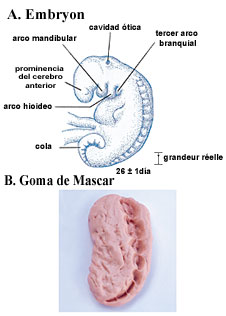 Figure 4  (Click here to enlarge)